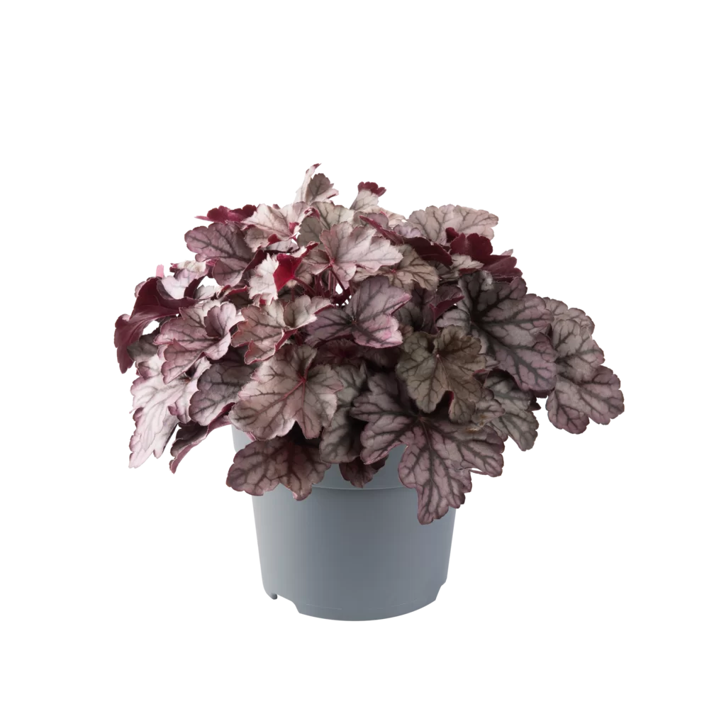 Heuchera villosa Everglow Silver Moonrise