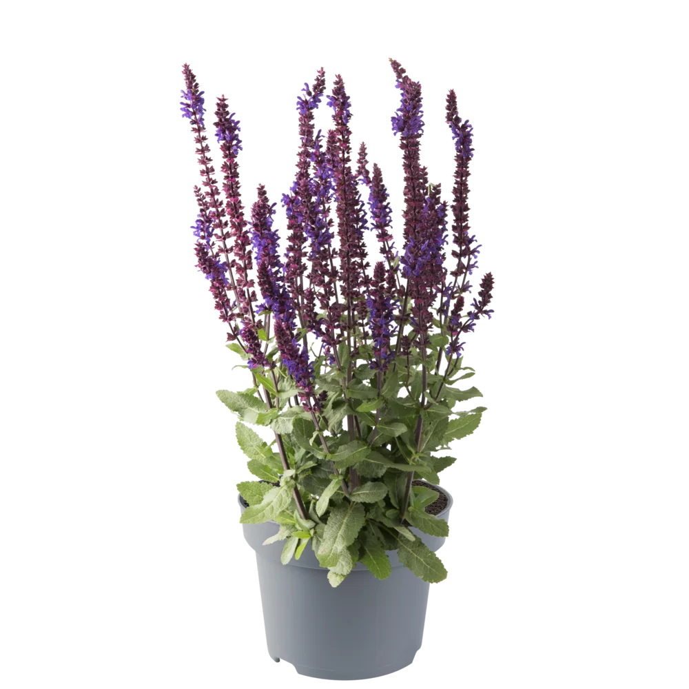 Salvia nemorosa Caradonna Compact Blue Impr.