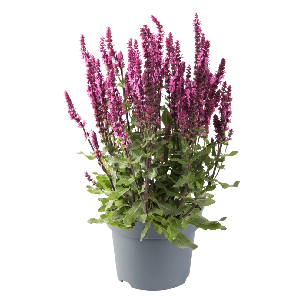 Salvia nemorosa - Caradonna Compact - Rose