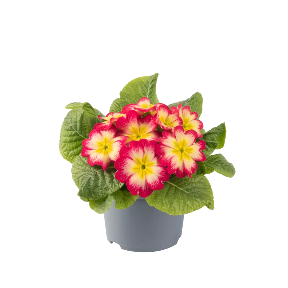 Primula vulgaris Salome® F1 Red Yellow Bicolor