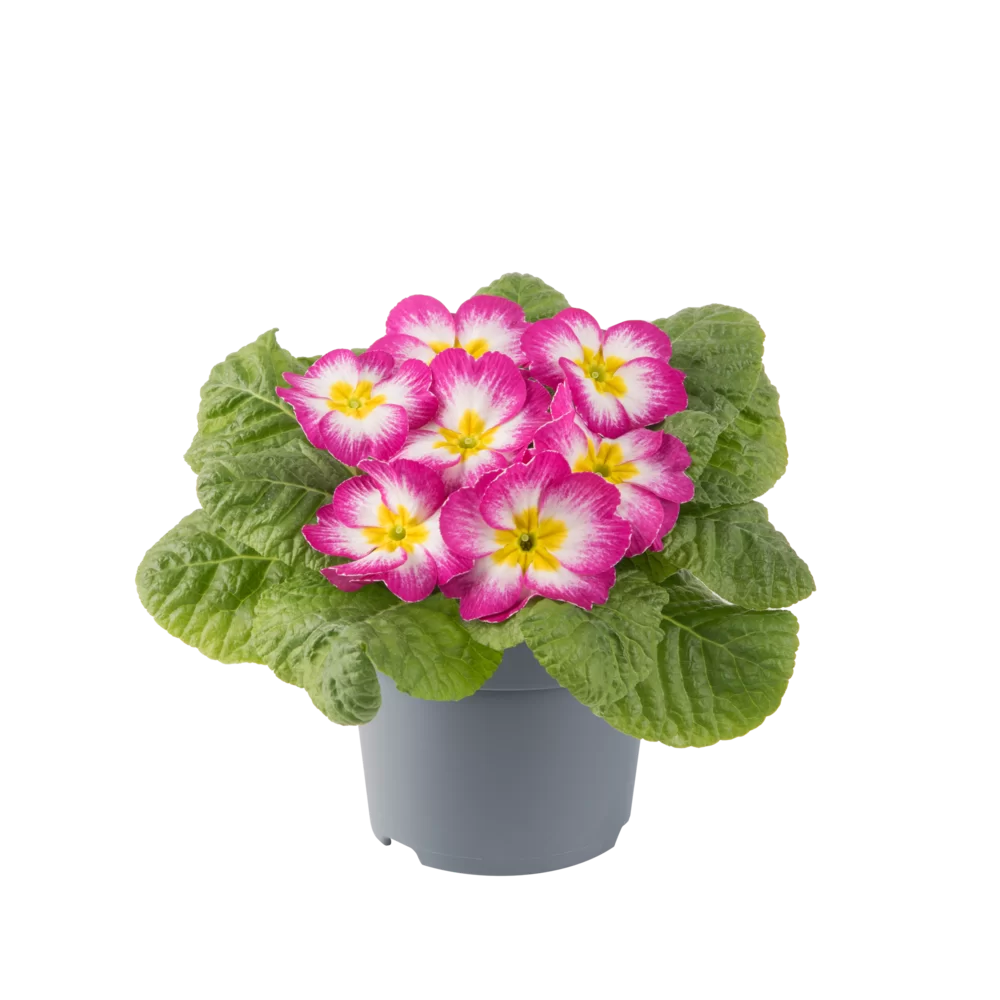 Primula vulgaris Salome® F1 Purple Bicolour