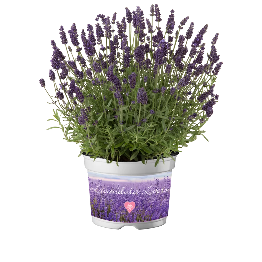 Lavandula angustifolia - Valence - Dark Violet