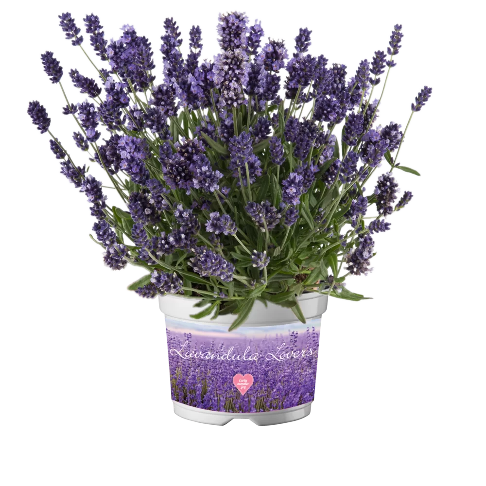 Lavandula angustifolia SuperBlue