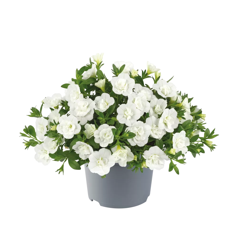 Calibrachoa parviflora Cabaret® Double White