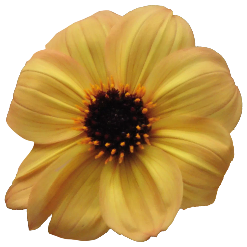 Dahlia coccinea Mystic Haze Orange