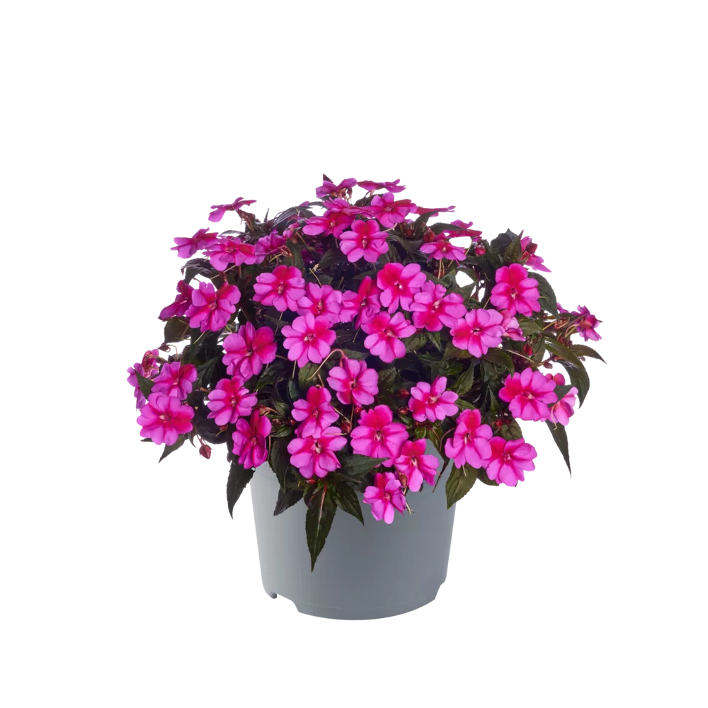Impatiens New Guinea SunPatiens® Compact Purple Candy Impr.