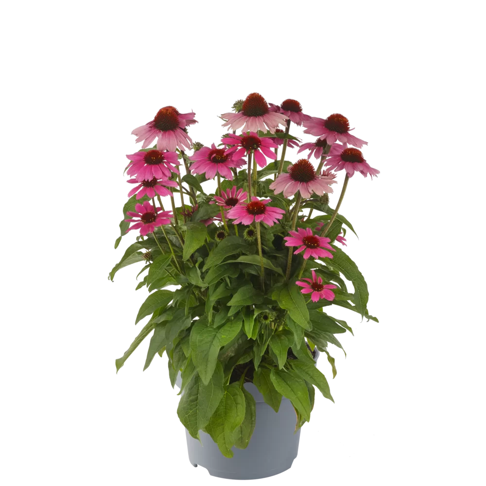 Echinacea purpurea - Sombrero® - Rose