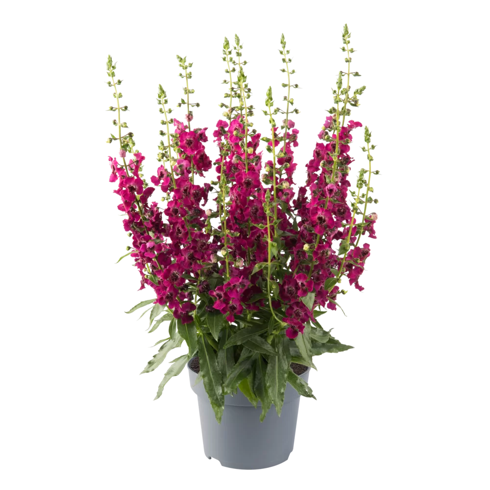 Angelonia angustifolia Archangel™ Cherry Red Impr.