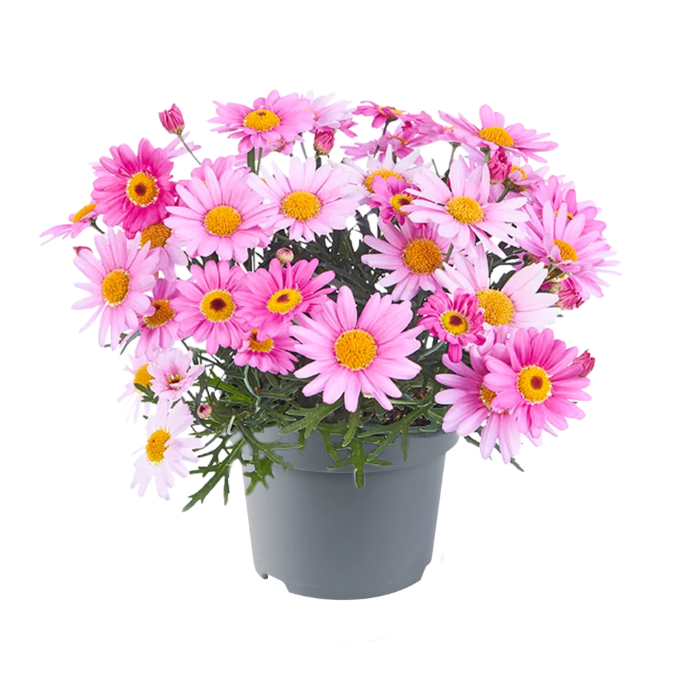 Argyranthemum frutescens Santorini Pink Eye