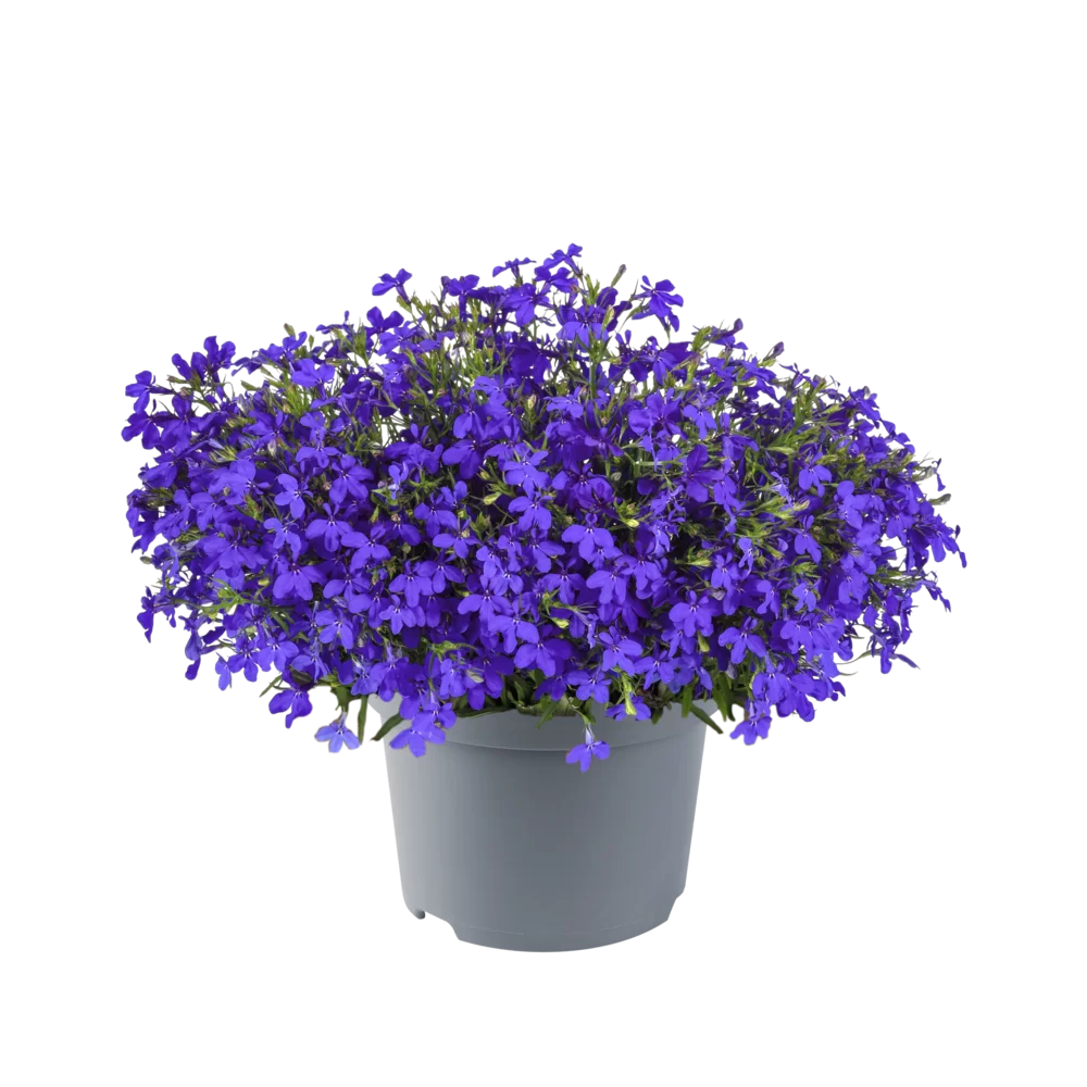 Lobelia erinus - Heatopia™ - Dark Blue