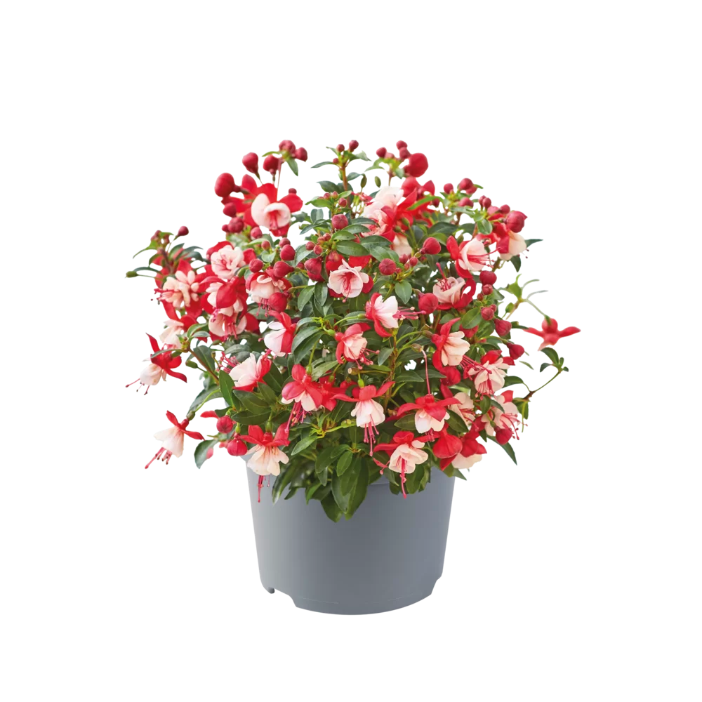 Fuchsia magellanica Diva® Early Red White