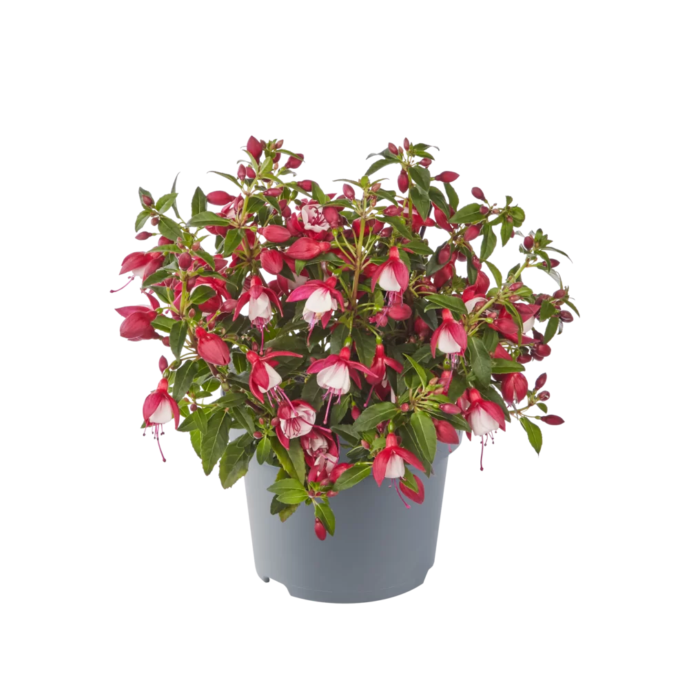Fuchsia magellanica - Diva® - Early Carmine White