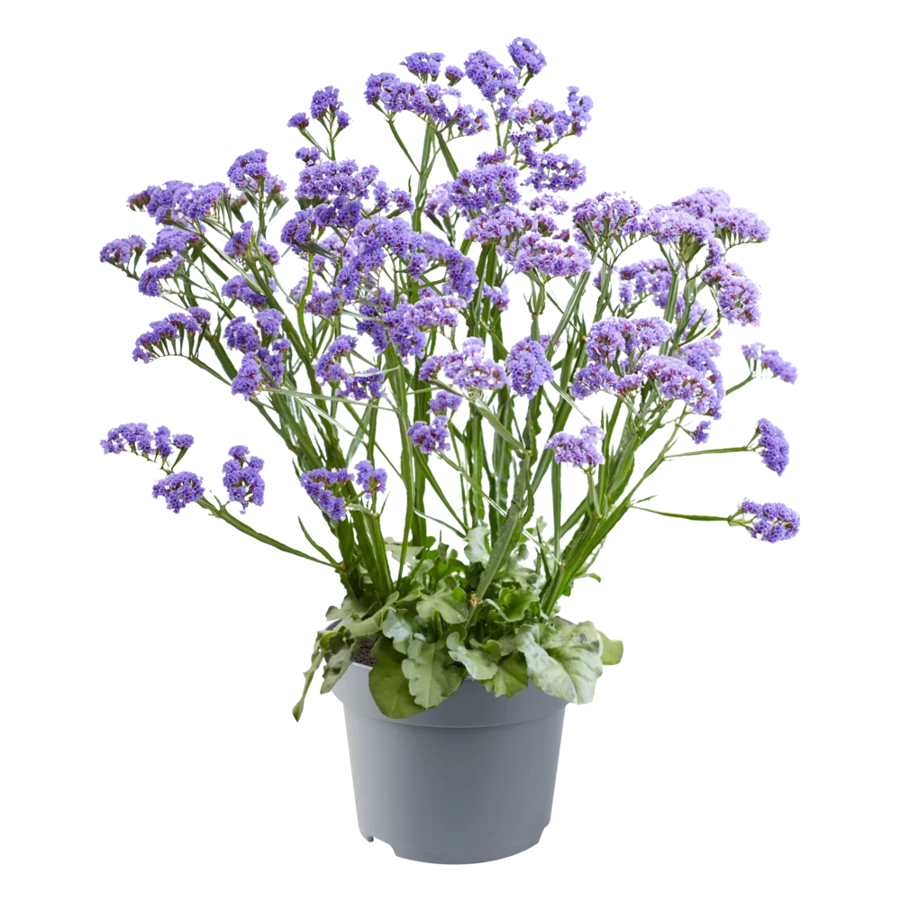 Limonium spectabilis Sinzii Blue