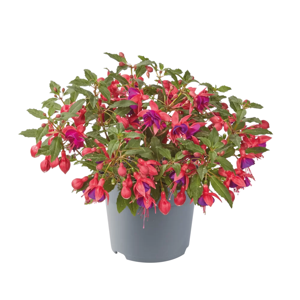 Fuchsia magellanica Diva® Early Rose Blue