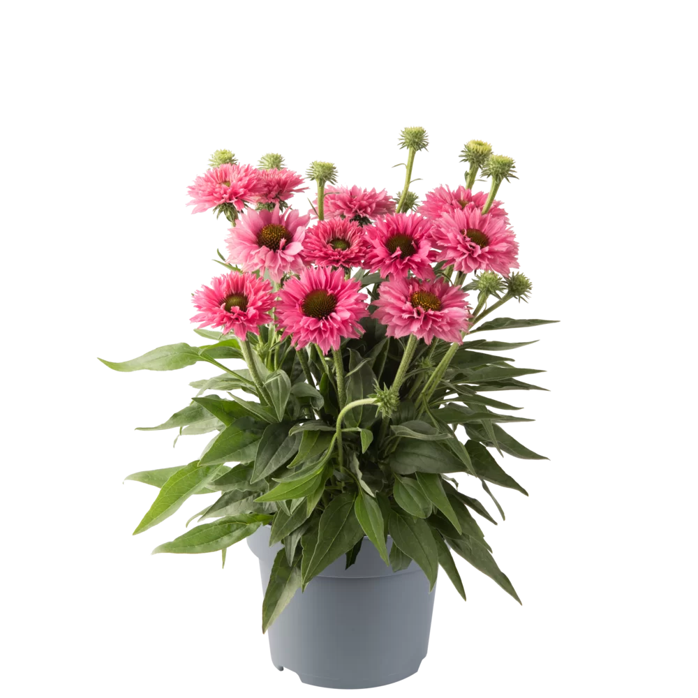 Echinacea purpurea Bolero Rose