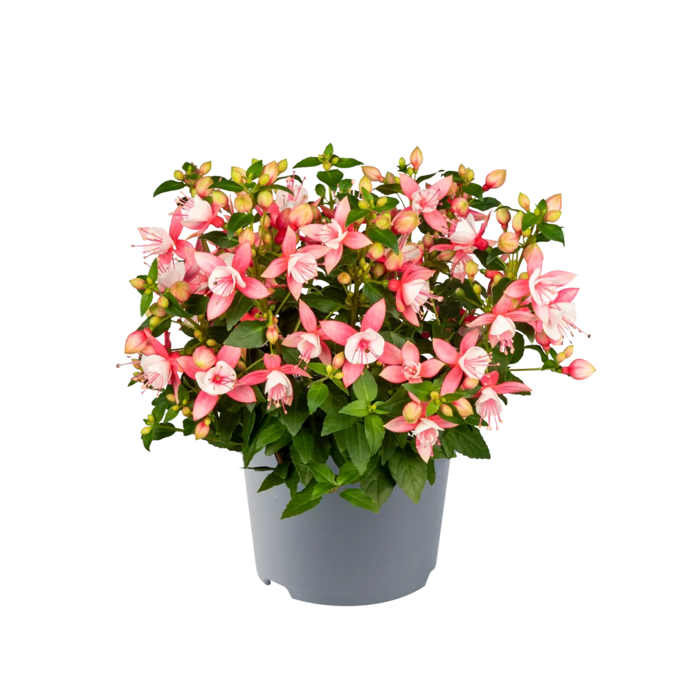 Fuchsia magellanica - Diva® - Early Pink White