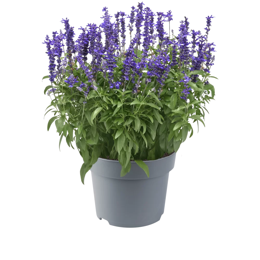 Salvia farinacea - Mystical - Blue