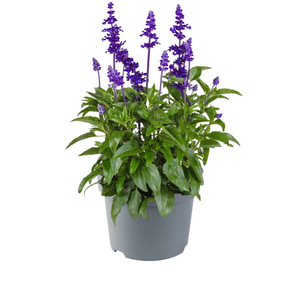 Salvia farinacea Mystical Blue