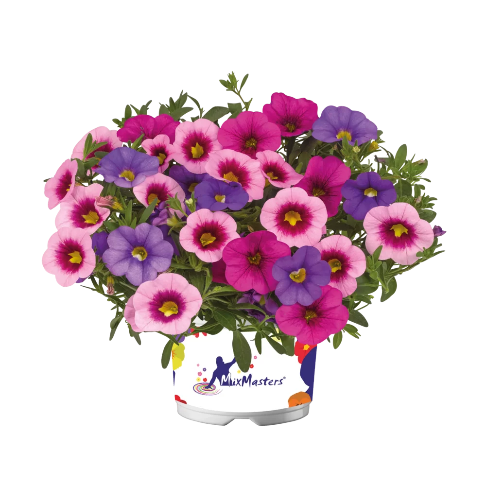 Calibrachoa parviflora Cabaret® MixMasters® Early Vegas Night Light