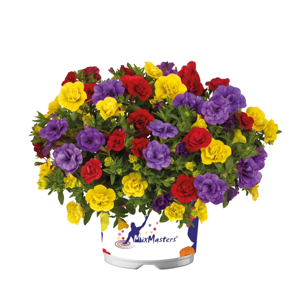 Calibrachoa parviflora - Cabaret® Double MixMasters® - Tropical Twist