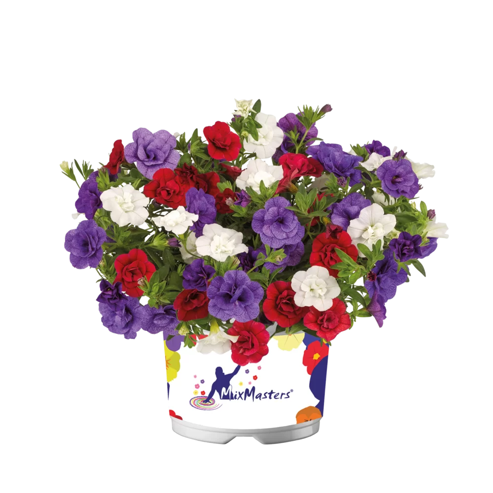 Calibrachoa parviflora - Cabaret® Double MixMasters® - Red Cancan