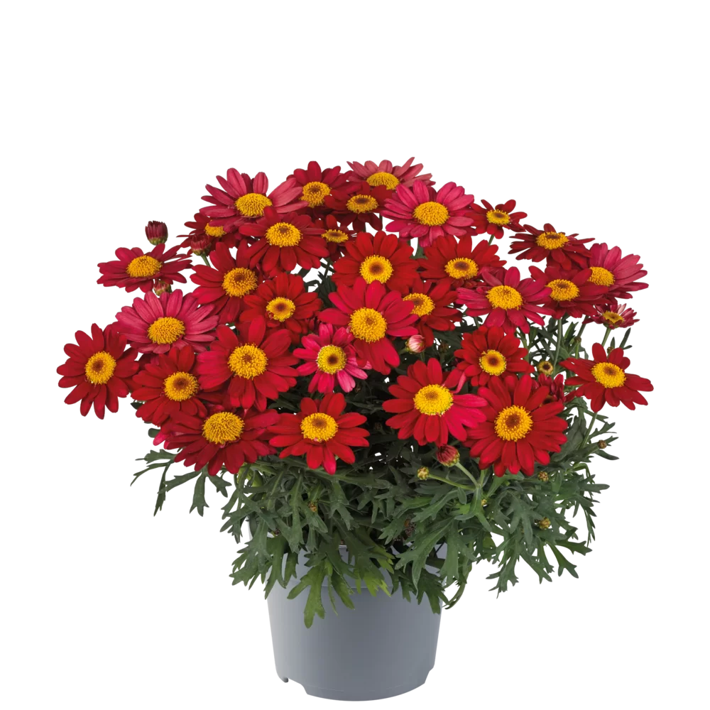 Argyranthemum frutescens Santorini Bright Red