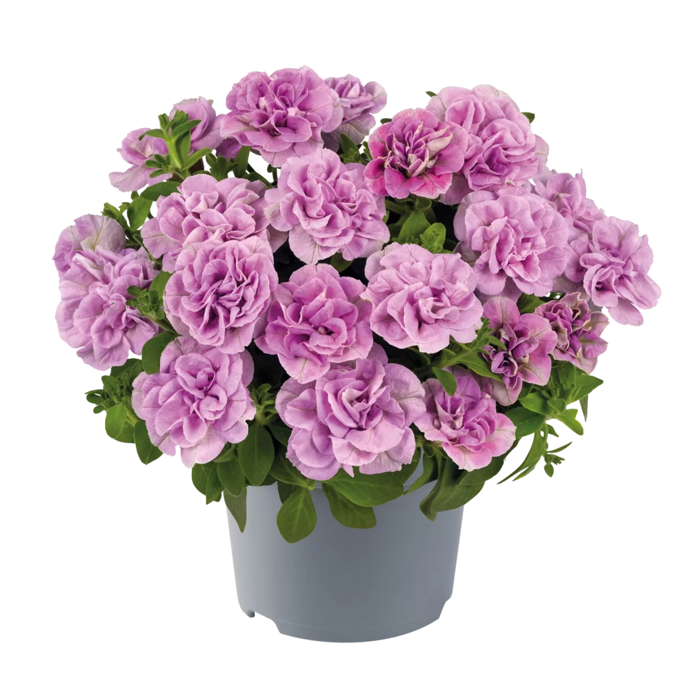 Petunia grandiflora Viva® Double Pink