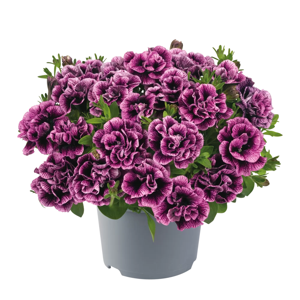 Petunia grandiflora Viva® Double Purple Vein impr.