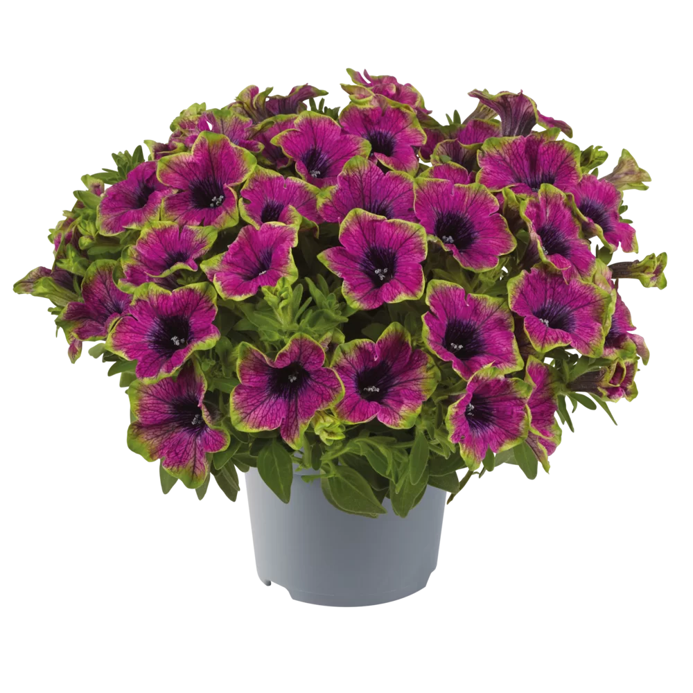 Petunia grandiflora Specials Picotee Green Purple