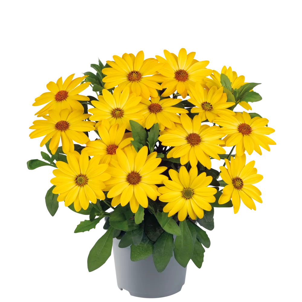 Osteospermum ecklonis Dalina® Yellow 059