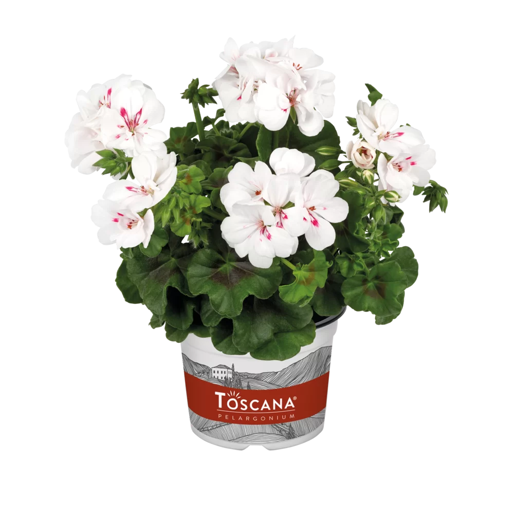 Pelargonium peltatum Sunflair® Evita White