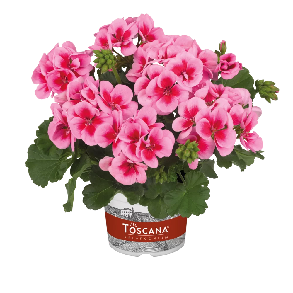 Pelargonium zonale Smart Hilma Pink Splash