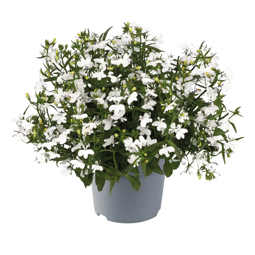 Lobelia erinus Sweet Springs White Impr.