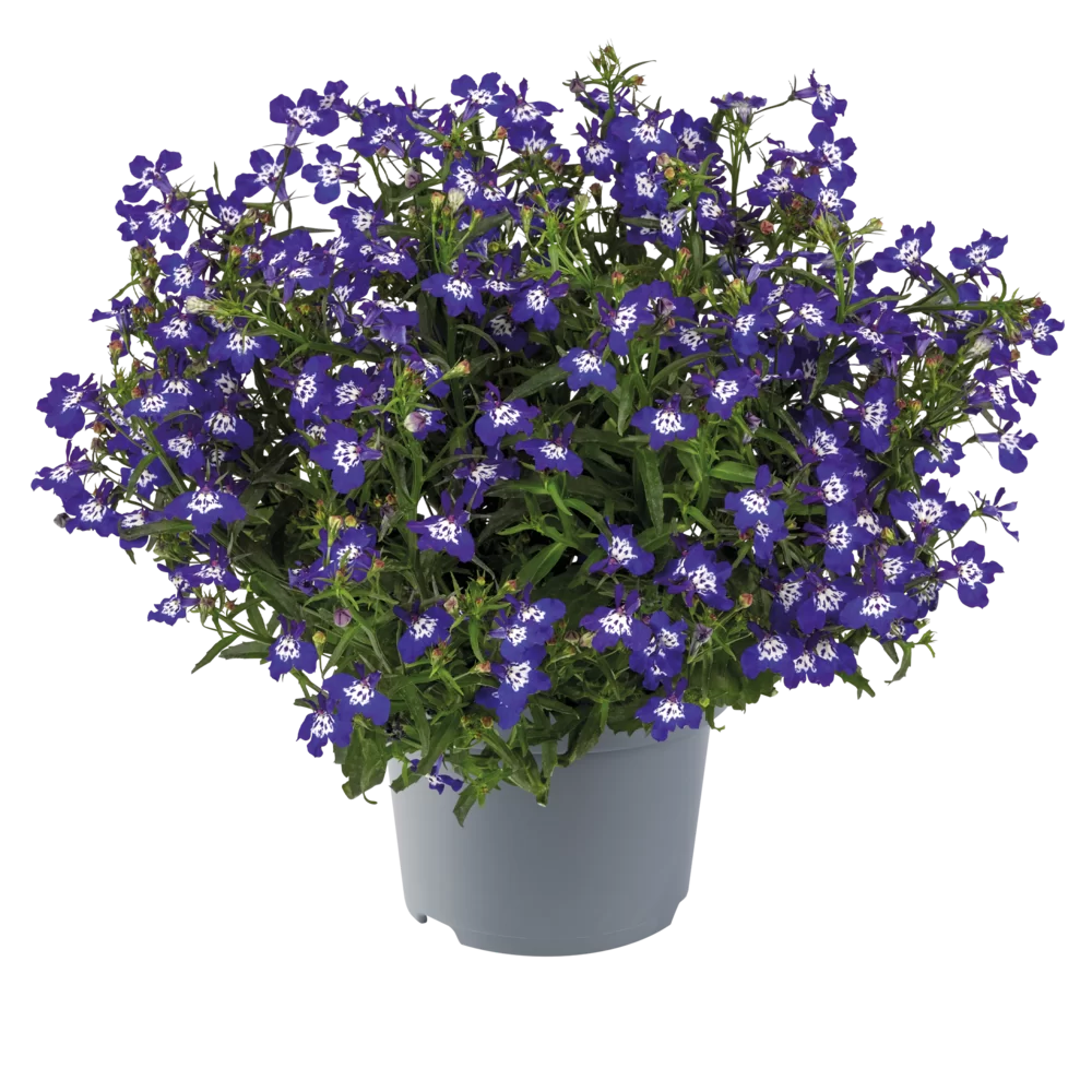 Lobelia erinus Sweet Springs Deep Blue Eye