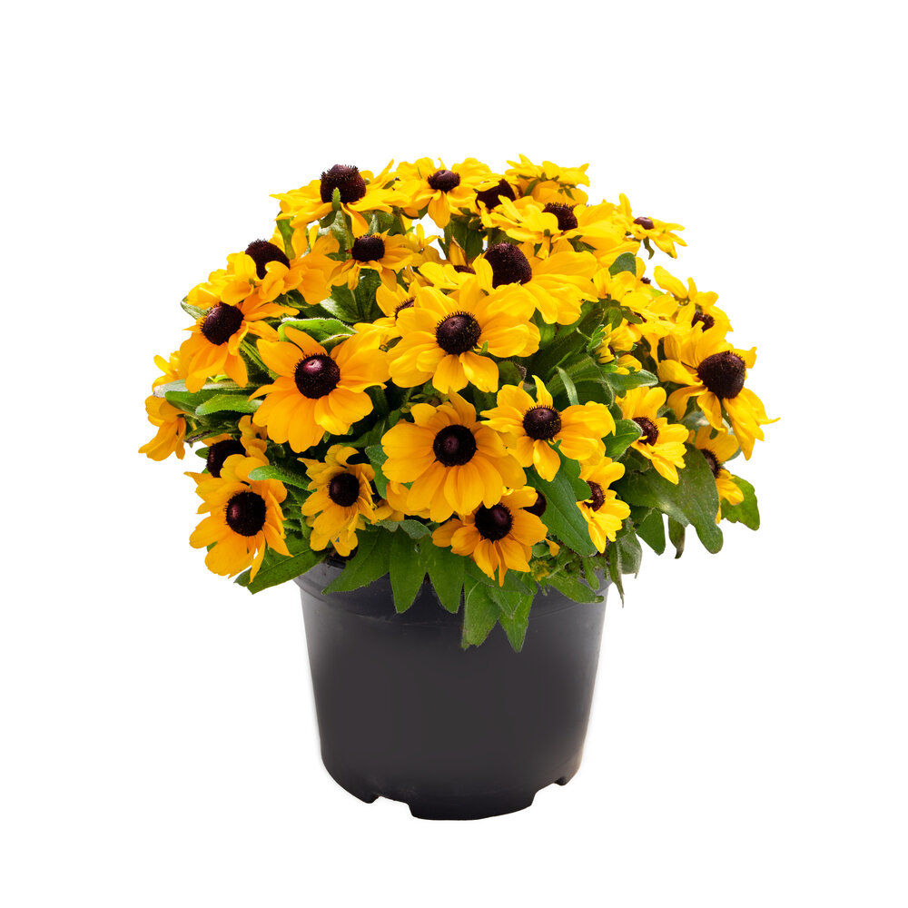 Rudbeckia hirta Tablemate Gold