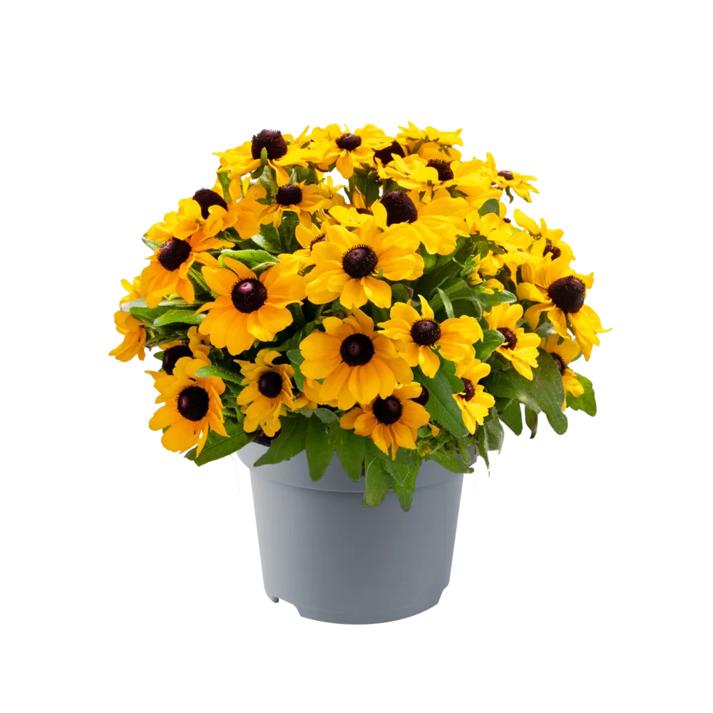 Rudbeckia hirta Tablemate Gold