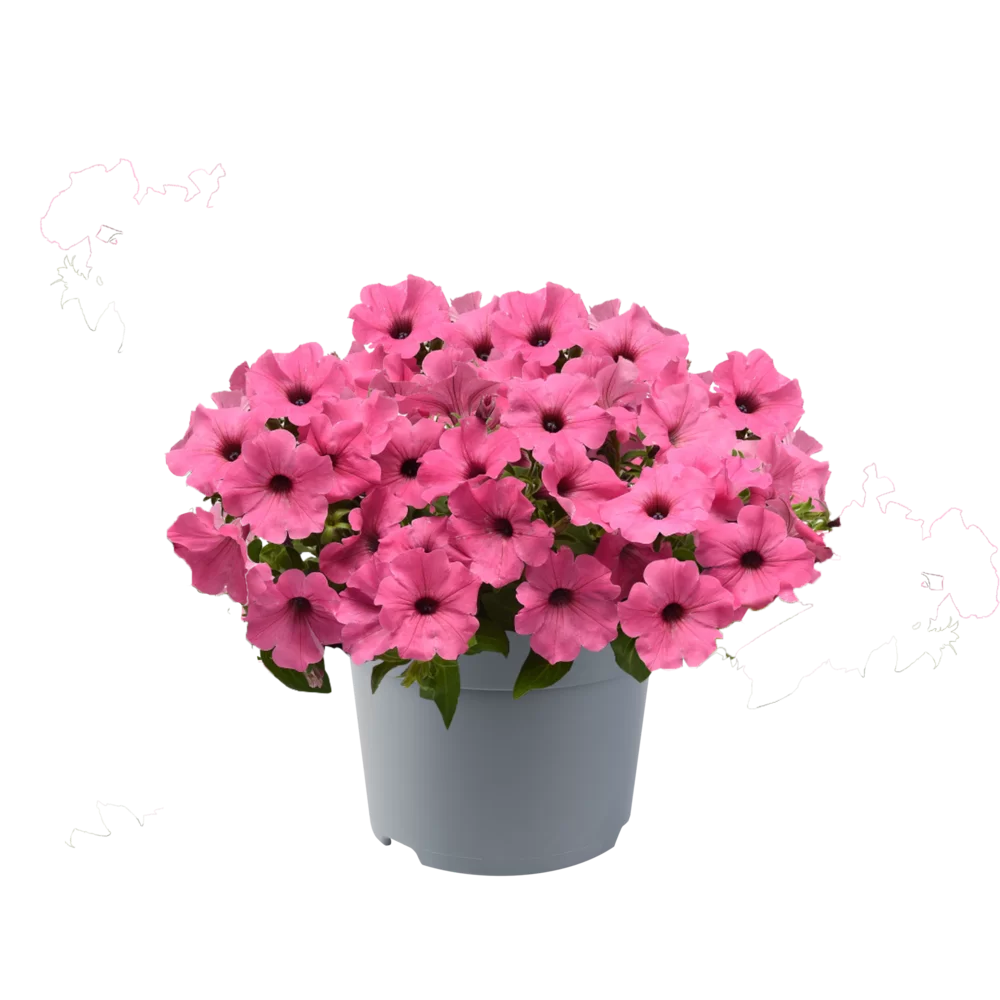 Petunia grandiflora - ColorRush™ - Pink