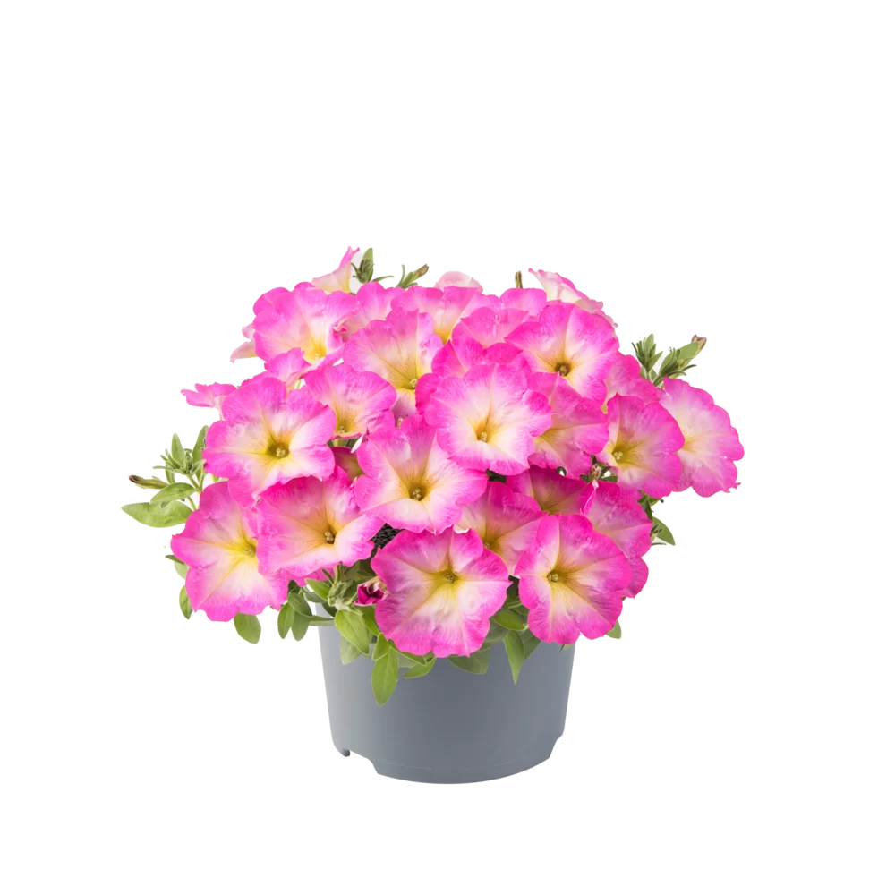 Petunia grandiflora Viva® Pink Morn