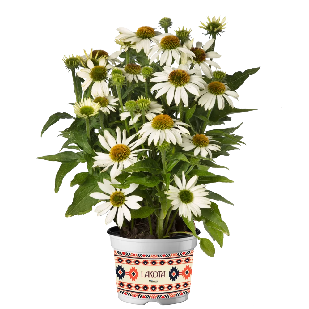 Echinacea purpurea Lakota™ White