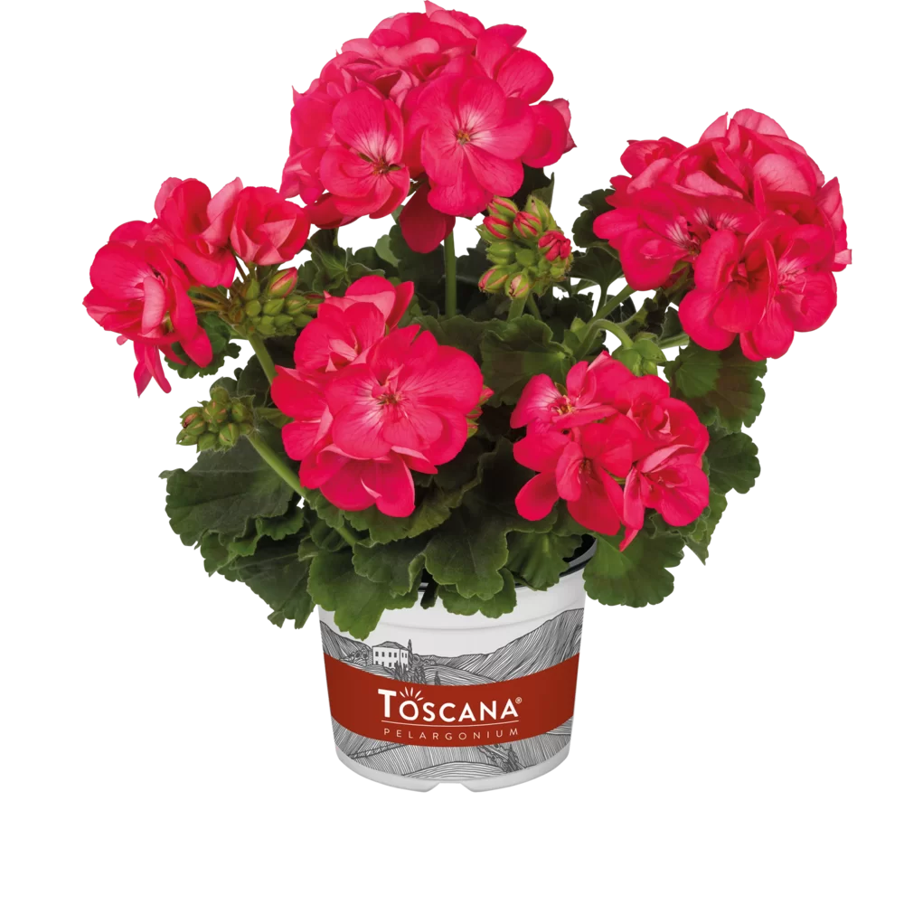 Pelargonium zonale Smart Carla Hot Pink Impr.