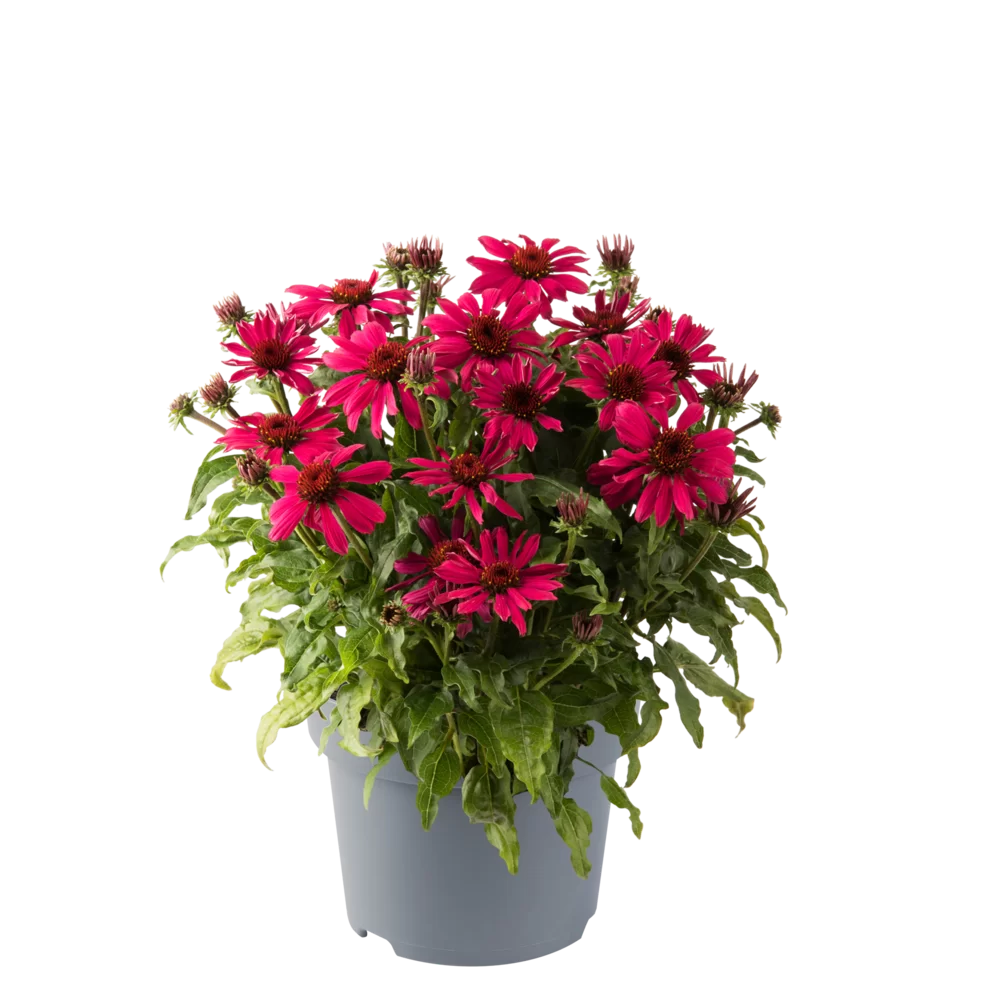 Echinacea purpurea - Sombrero® Compact - Hot Pink