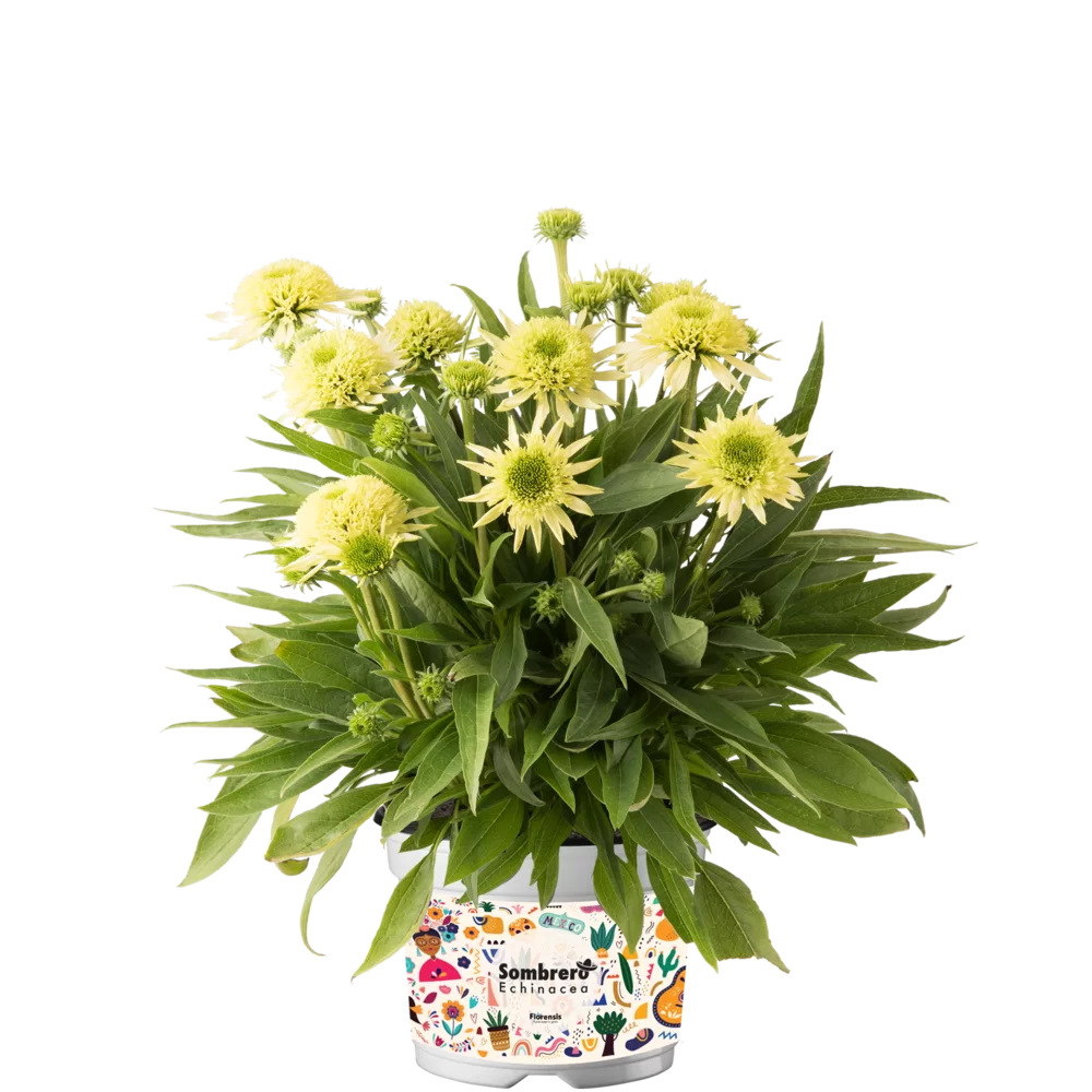 Echinacea purpurea - Sombrero® Double - Lime
