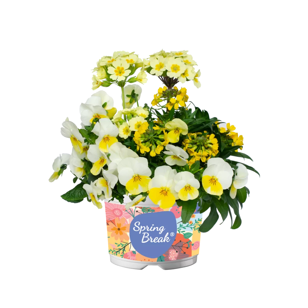 Viola cornuta EVO® Mini Beacon Yellow