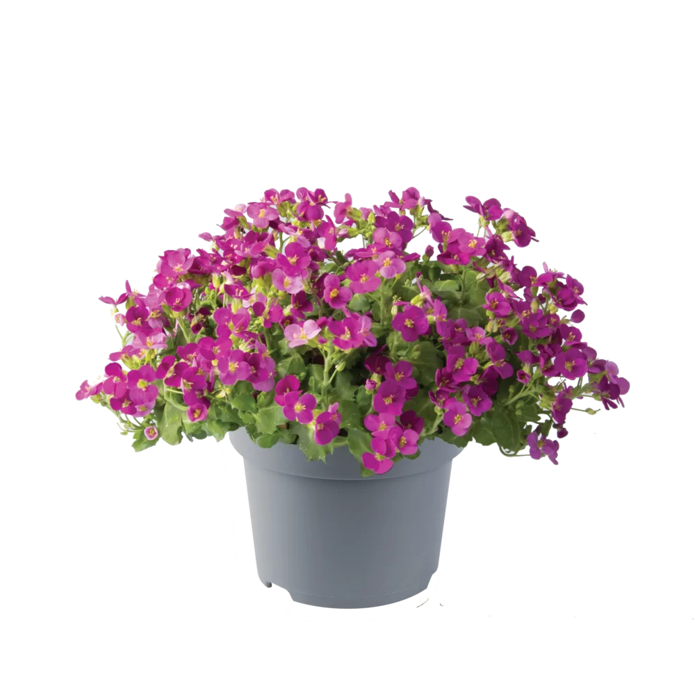 Arabis caucasica Aubris Deep Rose