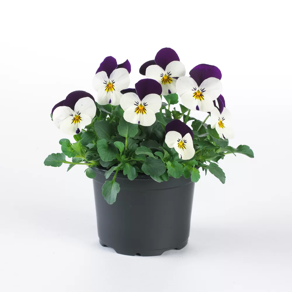 Viola cornuta EVO® Mini White Purple Jump Up/Sorbet XP
