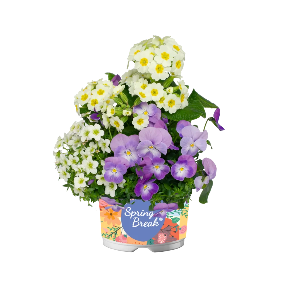 Viola cornuta EVO® Mini Lavender Pink