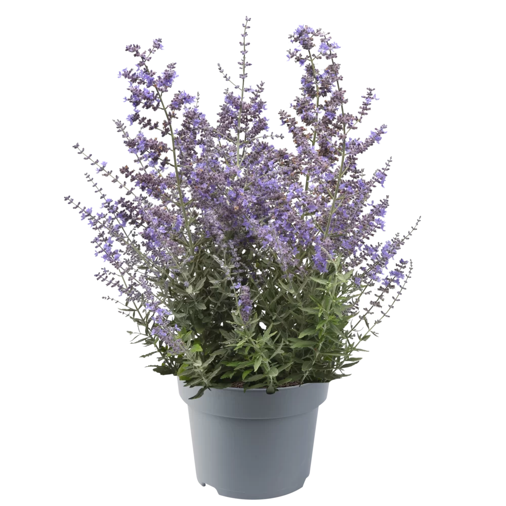 Perovskia atriplicifolia - Bluesette - 