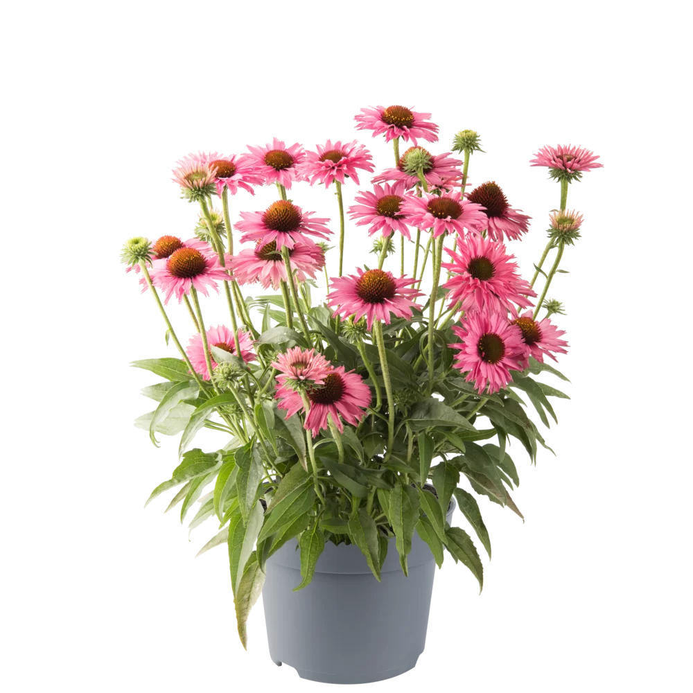 Echinacea purpurea Bandolero Rose