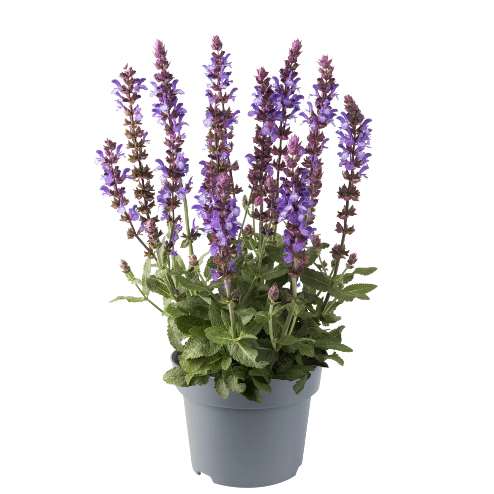 Salvia nemorosa Sensation® Special Blue Bicolour