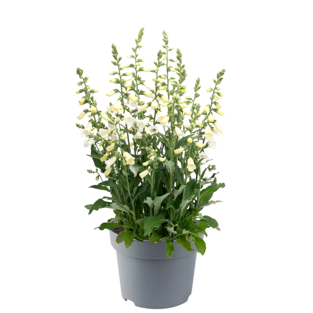 Digitalis purpurea Hanabee White